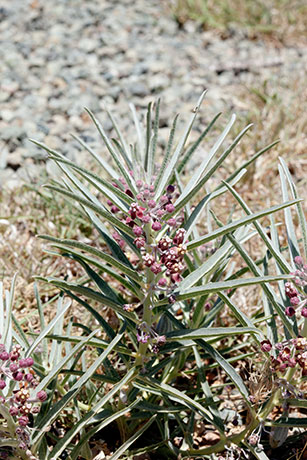 Bract Milkweed Shortcrown Milkweed Asclepias brachystephana  