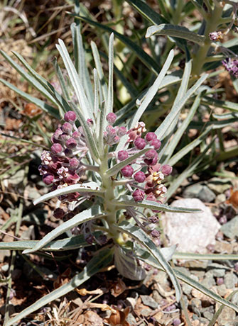 Bract Milkweed Shortcrown Milkweed Asclepias brachystephana  