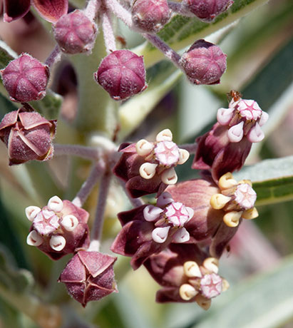 Bract Milkweed Shortcrown Milkweed Asclepias brachystephana  