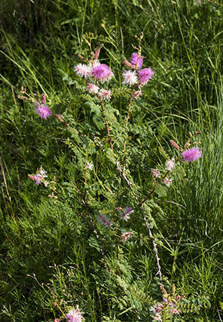Velvetpad Mimosa Mimosa dysocarpa 