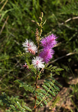 Velvetpad Mimosa Mimosa dysocarpa 