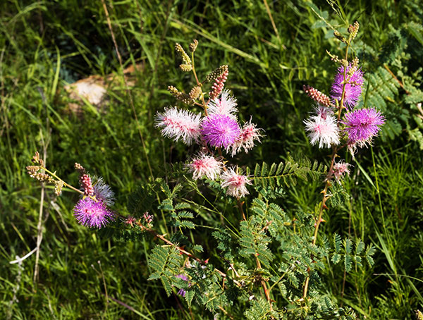 Velvetpad Mimosa Mimosa dysocarpa 
