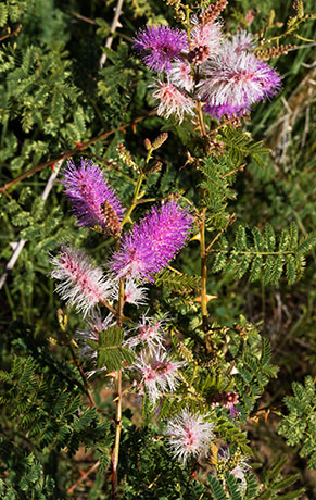 Velvetpad Mimosa Mimosa dysocarpa 