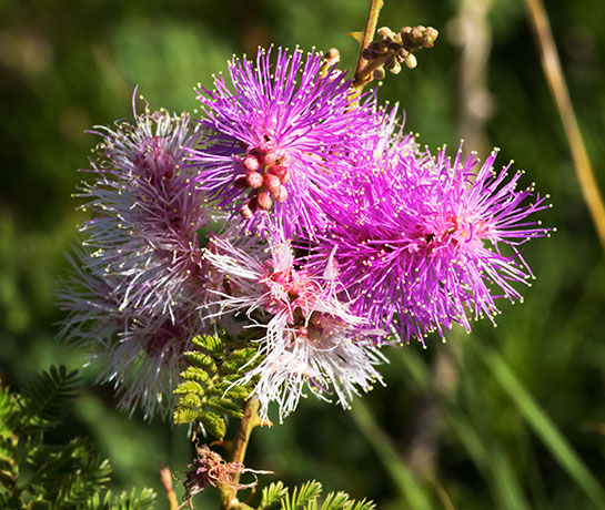 Velvetpad Mimosa Mimosa dysocarpa 