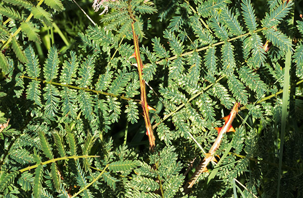 Velvetpad Mimosa Mimosa dysocarpa 