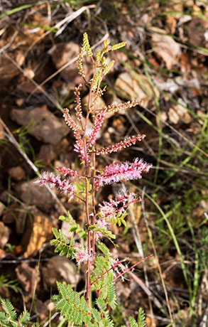 Velvetpad Mimosa Mimosa dysocarpa 