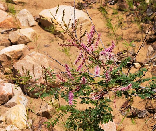 Velvetpad Mimosa Mimosa dysocarpa 