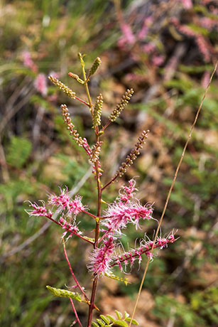 Velvetpad Mimosa Mimosa dysocarpa 