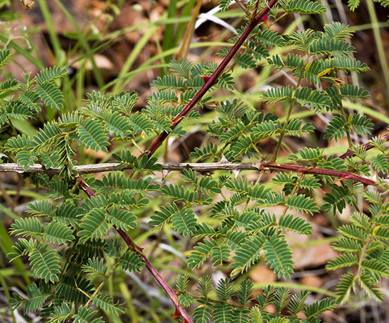 Velvetpad Mimosa Mimosa dysocarpa 