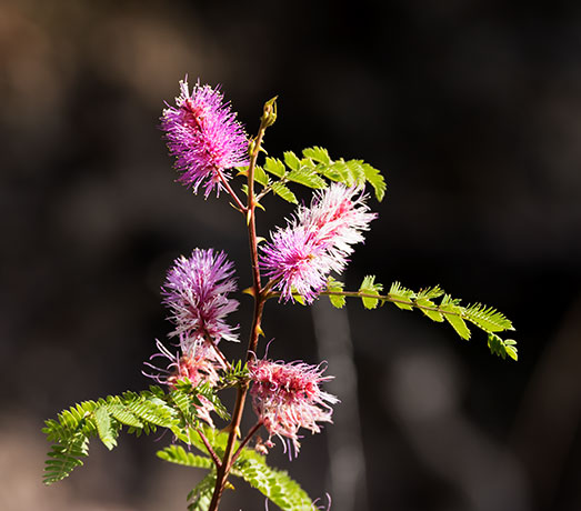 Velvetpad Mimosa Mimosa dysocarpa 