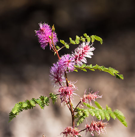 Velvetpad Mimosa Mimosa dysocarpa 