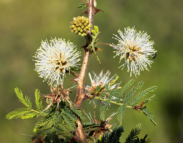 Cat Claw, Wait-a-minute Bush Mimosa biuncifera Mimosa aculeaticarpa 
