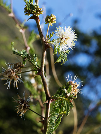 Cat Claw, Wait-a-minute Bush Mimosa biuncifera Mimosa aculeaticarpa 