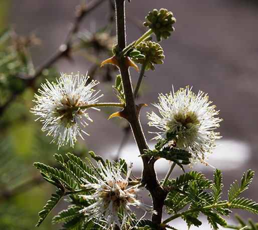 Cat Claw, Wait-a-minute Bush Mimosa biuncifera Mimosa aculeaticarpa 