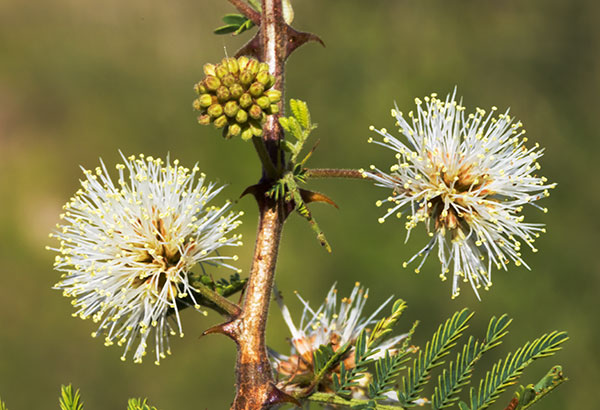 Cat Claw, Wait-a-minute Bush Mimosa biuncifera Mimosa aculeaticarpa 