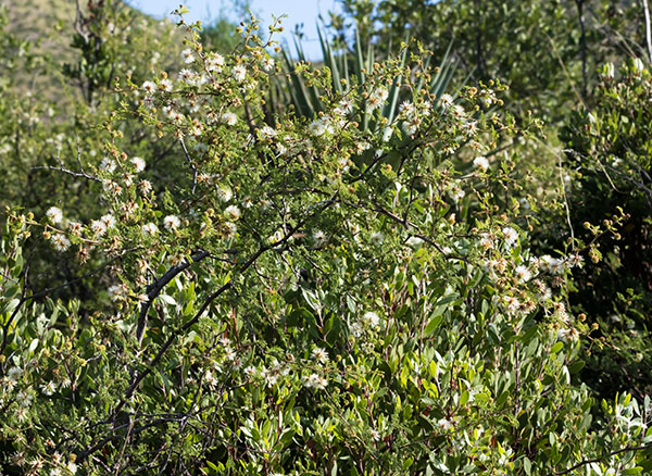 Cat Claw, Wait-a-minute Bush Mimosa biuncifera Mimosa aculeaticarpa 
