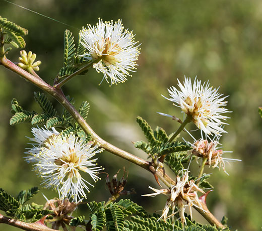Cat Claw, Wait-a-minute Bush Mimosa biuncifera Mimosa aculeaticarpa 