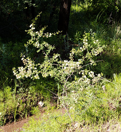 Cat Claw, Wait-a-minute Bush Mimosa biuncifera Mimosa aculeaticarpa 