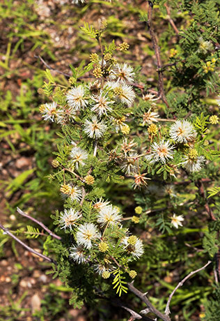 Cat Claw, Wait-a-minute Bush Mimosa biuncifera Mimosa aculeaticarpa 