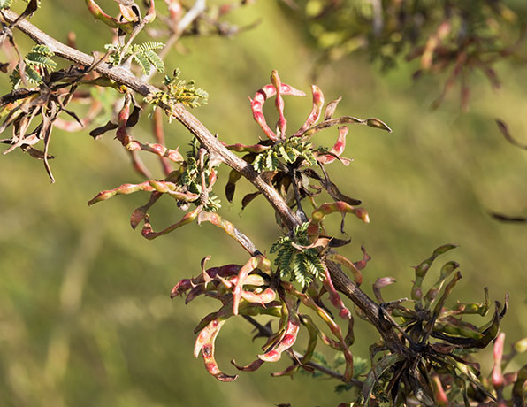 Cat Claw, Wait-a-minute Bush Mimosa biuncifera Mimosa aculeaticarpa 