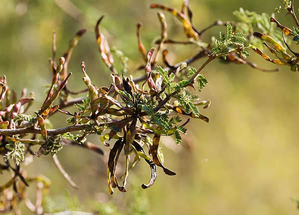 Cat Claw, Wait-a-minute Bush Mimosa biuncifera Mimosa aculeaticarpa 