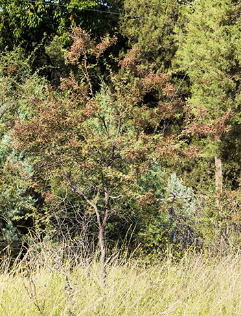 Cat Claw, Wait-a-minute Bush Mimosa biuncifera Mimosa aculeaticarpa 