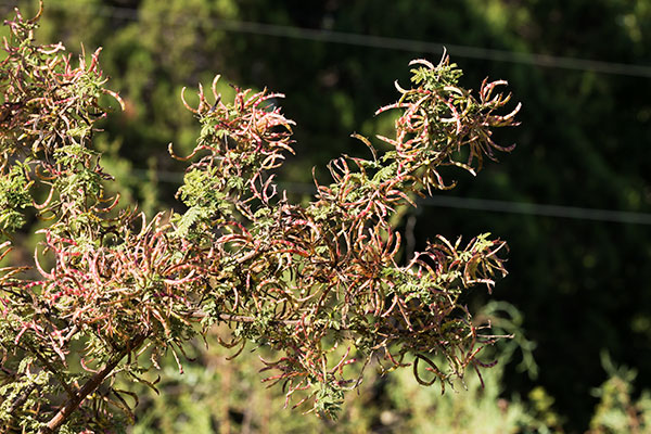 Cat Claw, Wait-a-minute Bush Mimosa biuncifera Mimosa aculeaticarpa 