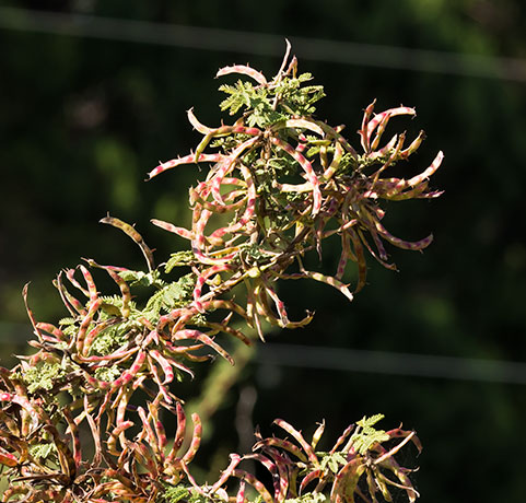 Cat Claw, Wait-a-minute Bush Mimosa biuncifera Mimosa aculeaticarpa 