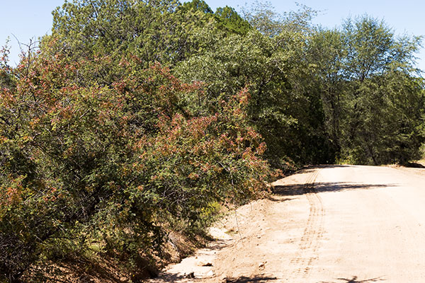 Cat Claw, Wait-a-minute Bush Mimosa biuncifera Mimosa aculeaticarpa 