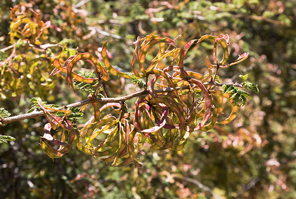 Cat Claw, Wait-a-minute Bush Mimosa biuncifera Mimosa aculeaticarpa 