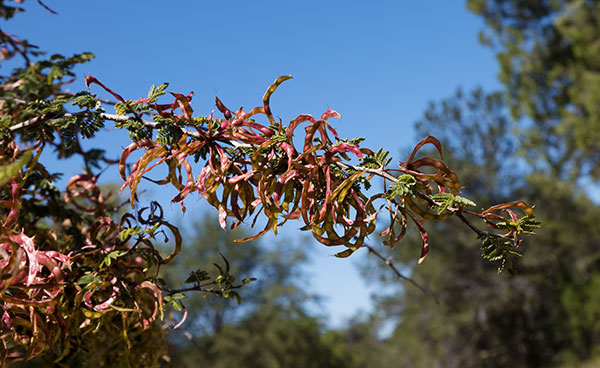 Cat Claw, Wait-a-minute Bush Mimosa biuncifera Mimosa aculeaticarpa 