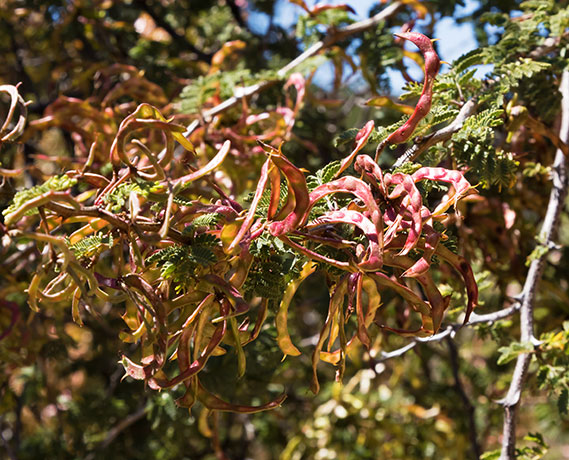 Cat Claw, Wait-a-minute Bush Mimosa biuncifera Mimosa aculeaticarpa 