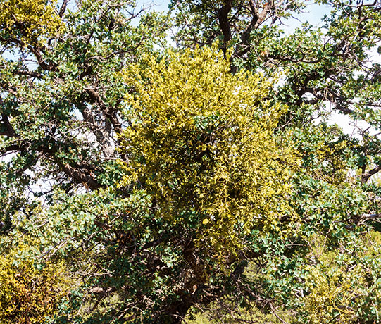 Cory's Mistletoe, Oak Mistletoe,  Phoradendron coryae, Phoradendron serotinum  