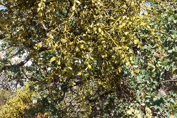Cory's Mistletoe, Oak Mistletoe,  Phoradendron coryae, Phoradendron serotinum  