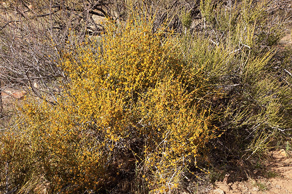 Mormon Tea Ephedra jointfir