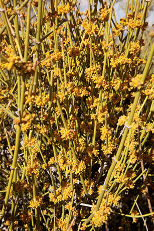 Mormon Tea Ephedra jointfir