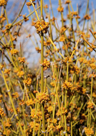 Mormon Tea Ephedra jointfir