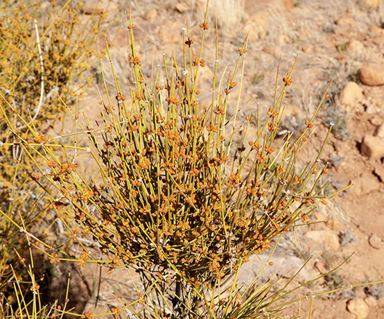 Mormon Tea Ephedra jointfir
