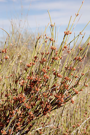 Mormon Tea Ephedra jointfir