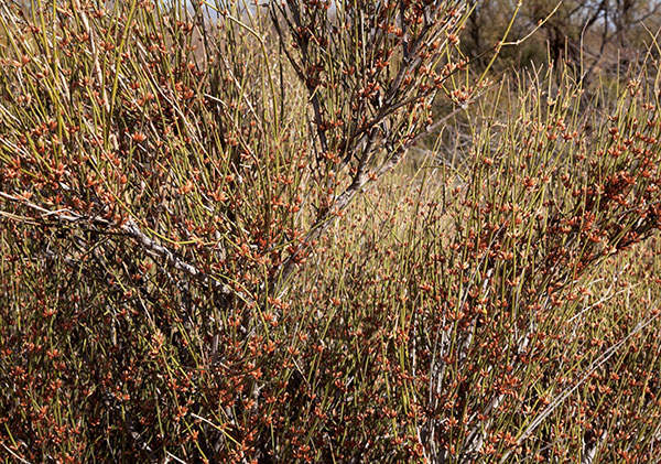 Mormon Tea Ephedra jointfir