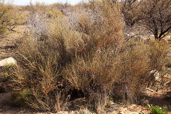 Mormon Tea Ephedra jointfir