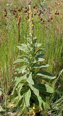 Common Mullein Verbascum thapsus Moth Mullein