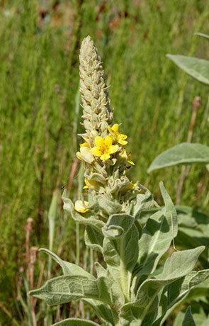 Common Mullein Verbascum thapsus Moth Mullein