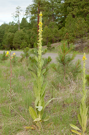 Common Mullein Verbascum thapsus Moth Mullein