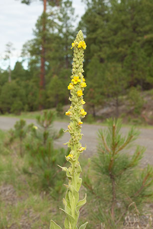 Common Mullein Verbascum thapsus Moth Mullein