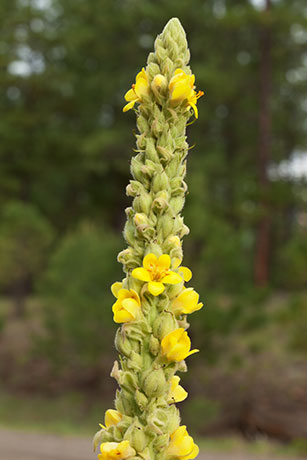 Common Mullein Verbascum thapsus Moth Mullein