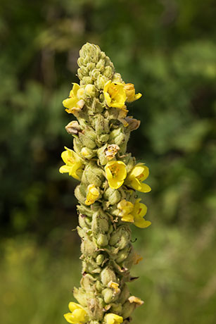 Common Mullein Verbascum thapsus Moth Mullein