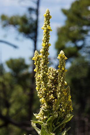Common Mullein Verbascum thapsus Moth Mullein
