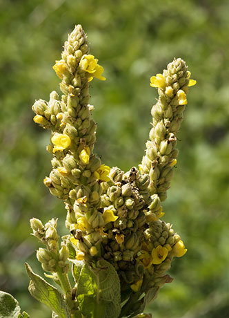 Common Mullein Verbascum thapsus Moth Mullein