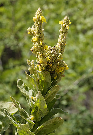 Common Mullein Verbascum thapsus Moth Mullein